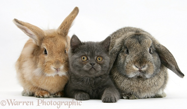 Grey kitten with sandy Lionhead-cross and agouti Lop rabbits, white background