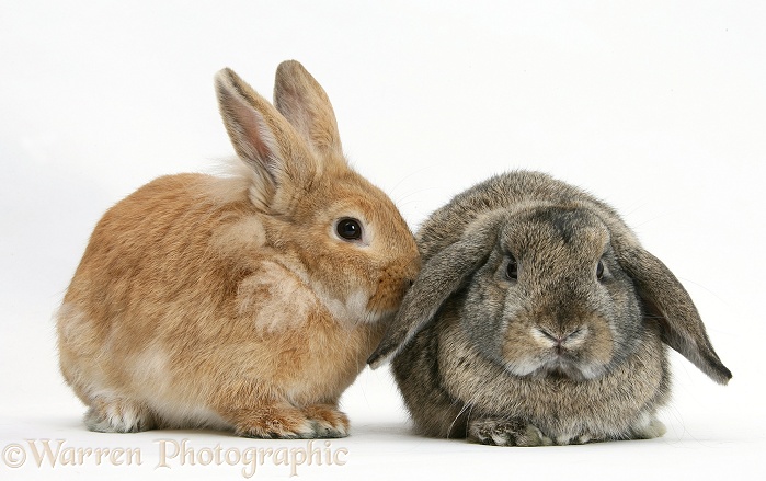 Sandy Lionhead-cross and agouti Lop rabbits, white background