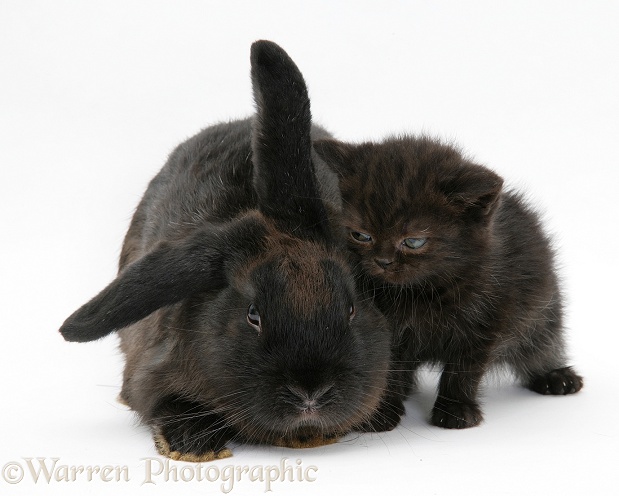 Black kitten and black rabbit, white background