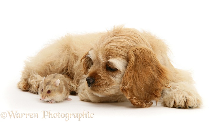 Buff American Cocker Spaniel pup, China, 10 weeks old, with a Dwarf Russian Hamster, white background