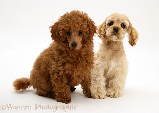 Red Toy Poodle pup, Reggie, 12 weeks old, with buff American Cocker Spaniel pup, China, 11 weeks old, white background