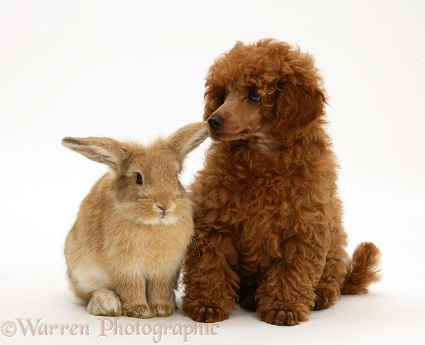 Red Toy Poodle pup, Reggie, 12 weeks old, with a Lionhead-cross rabbit, white background
