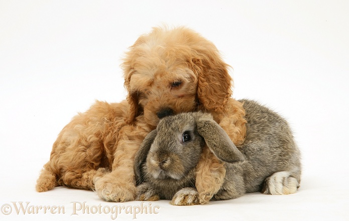 American Cockapoo puppy, 8 weeks old, with agouti Lop rabbit, white background