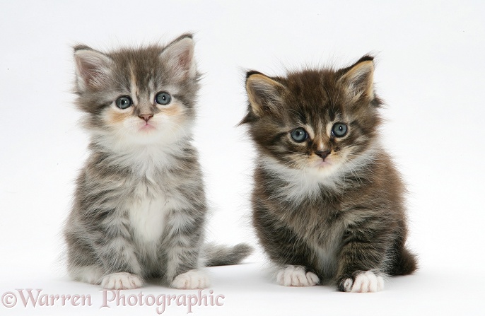 Two tabby kittens, white background