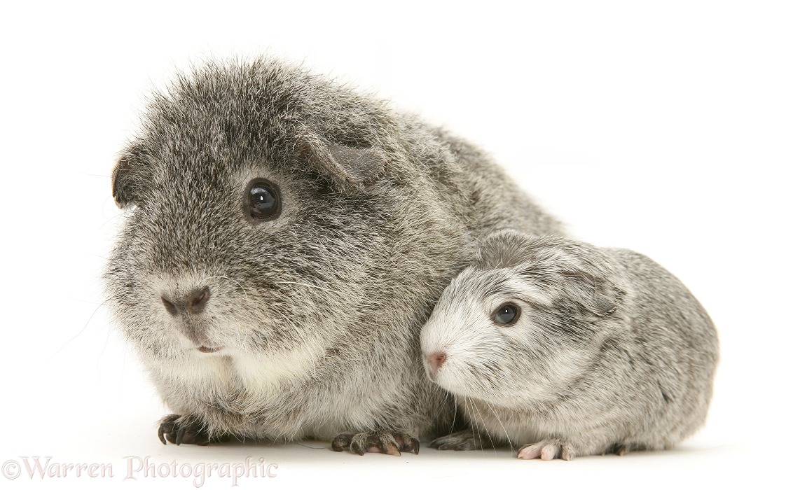 Silver Guinea pig with baby, white background