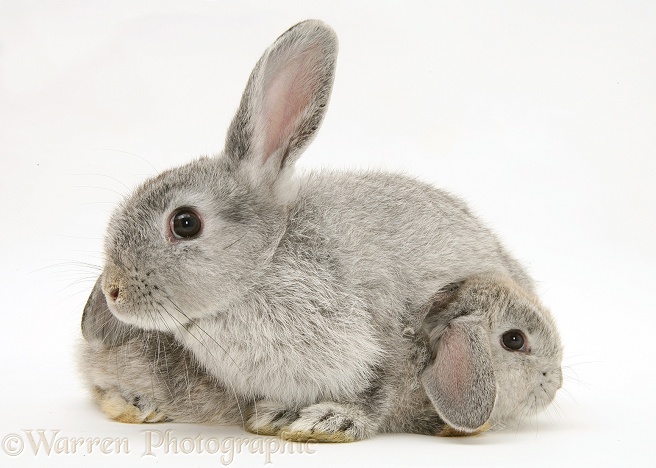 Mother and baby silver rabbits, white background