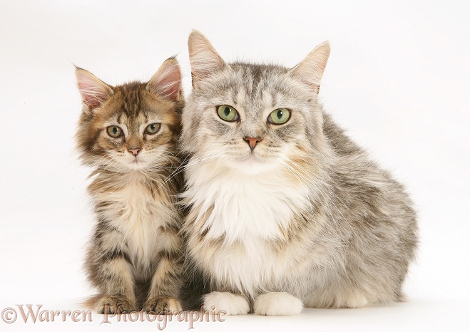 Maine Coon mother cat, Bambi, and her tabby kitten, white background