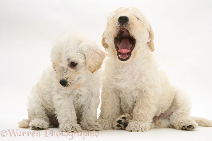 Sleepy Woodle (West Highland White Terrier x Poodle) pups, one yawning, white background