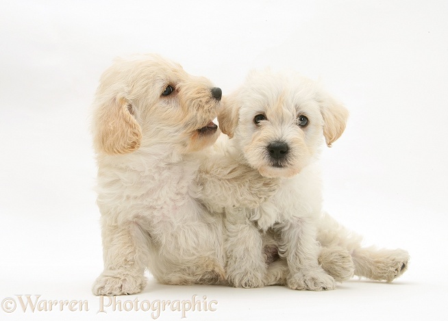 Woodle (West Highland White Terrier x Poodle) pups, white background