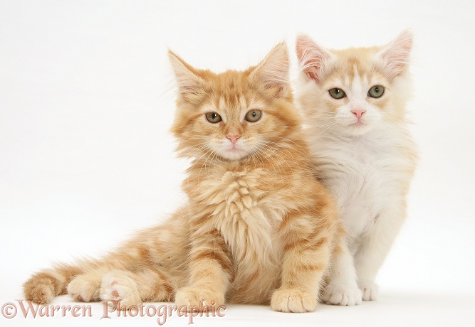 Ginger Maine Coon kittens, white background
