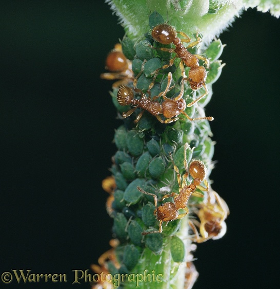 Red Ants (Myrmica rubra) collecting honeydew from Aphids