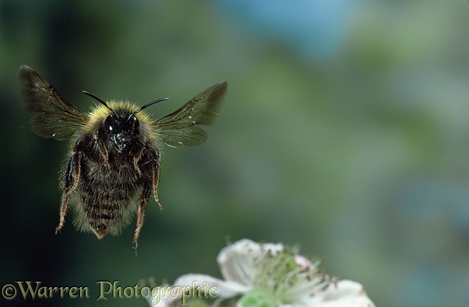 Bumblebee in flight (Bombus sp.) facing us