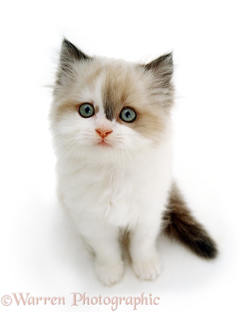 Ragdoll kitten looking up, white background