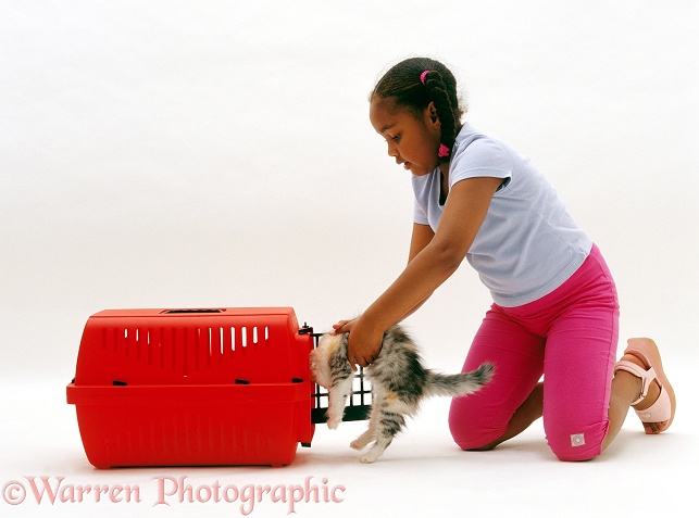 Latasha (8) placing silver-tortoiseshell kitten in a cat carrier, white background