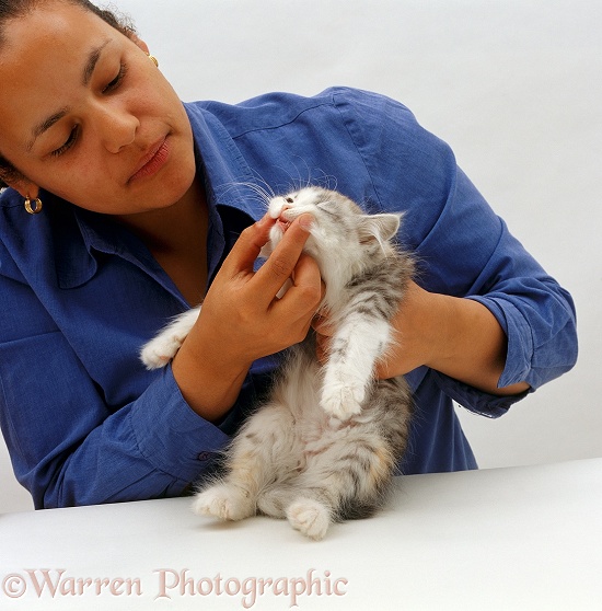 Woman checking front teeth of fluffy silver-tortoiseshell kitten, white background