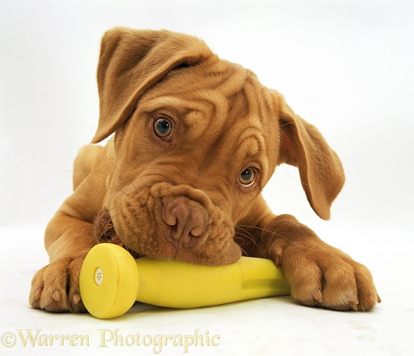 Dogue de Bordeaux pup, Troy, 15 weeks old, with a plastic toy, white background