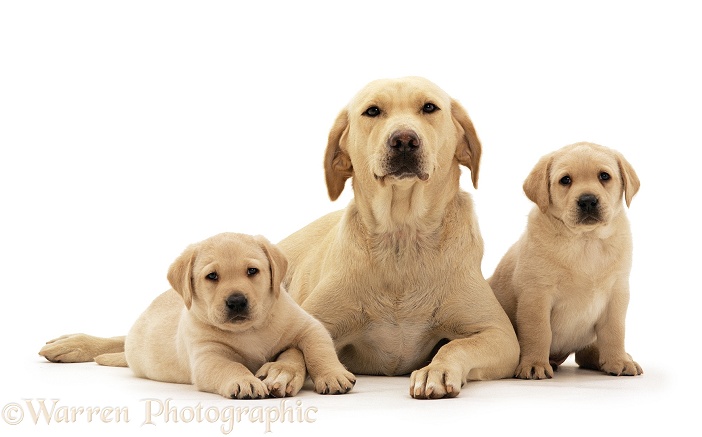 Yellow Labrador Retriever bitch with two puppies, 6 weeks old, white background