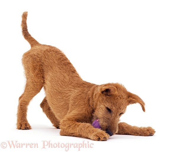 Irish Terrier bitch pup Toffee, 13 weeks old, chewing a ball, white background
