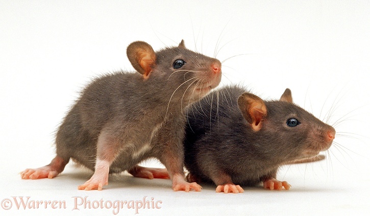 Two chocolate baby Rats, 5 weeks old, white background
