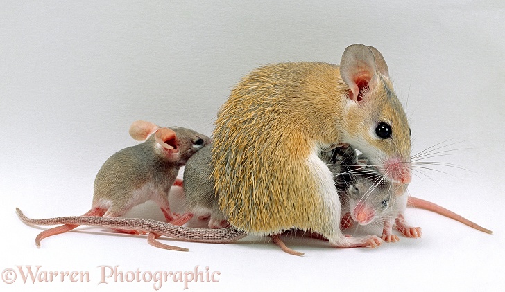 Arabian Spiny Mouse (Acomys dimidiatus) mother with her four babies, 3 days old, white background