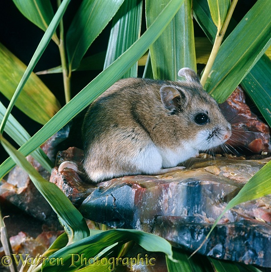 Chinese Hamster (Cricetulus barabensis) sitting on rock