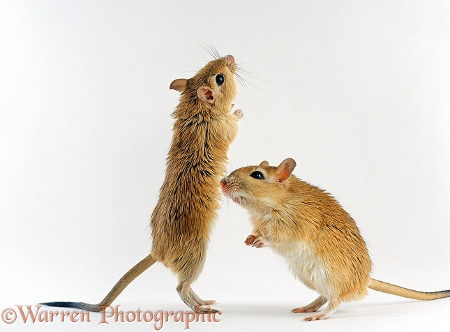 Pair of Shaw's Jirds / Gerbils (Meriones shawi) standing on their hind legs.  North Africa, white background