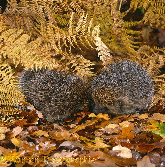 European Hedgehog (Erinaceus europaeus) pair in courtship, among autumn leaves