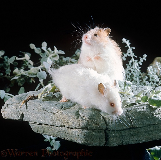 Cinnamon-and-white and albino long haired Syrian Hamsters (Mesocricetus auratus)