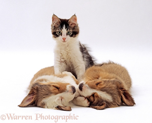 Tabby-and-white kitten standing between two sleeping Sable Border Collie pups, white background