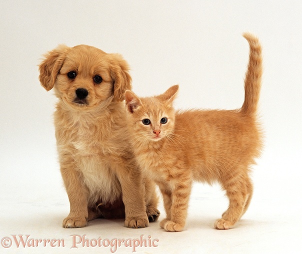 Cavalier x Spitz puppy with ginger kitten, both 8 weeks old, white background