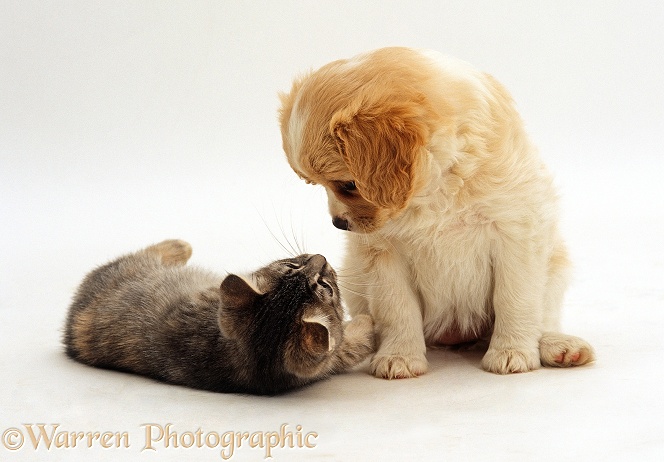 Cavalier x Spitz puppy looking down at lying blue tabby kitten, both 8 weeks old, white background