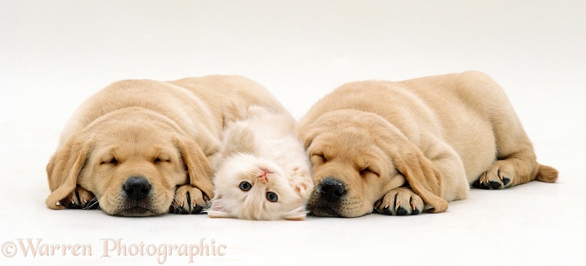 Fluffy cream kitten lying on its back between two sleeping Yellow Labrador Retriever Puppies, all 7 weeks old, white background
