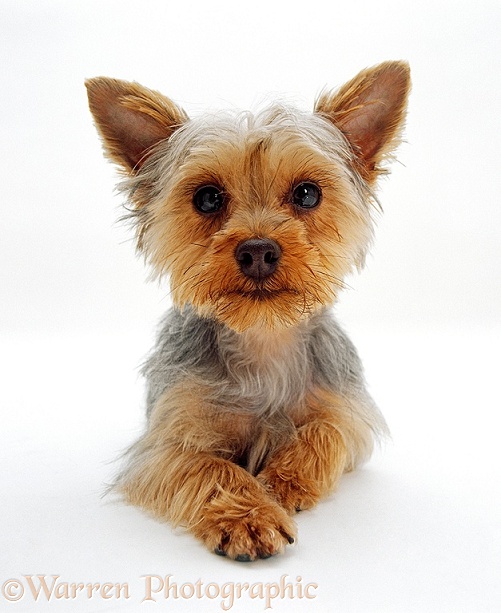 Yorkshire Terrier puppy lying down with head up, white background