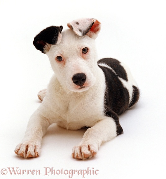 Collie x Staffordshire Bull Terrier pup, Becky, 12 weeks old, lying down with head up, white background