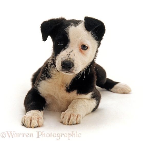 Border Collie x Staffordshire Bull Terrier pup, 8 weeks old, lying down with head up, white background