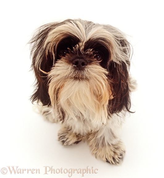 Shih-Tzu dog, 6 months old, sitting and looking up, white background