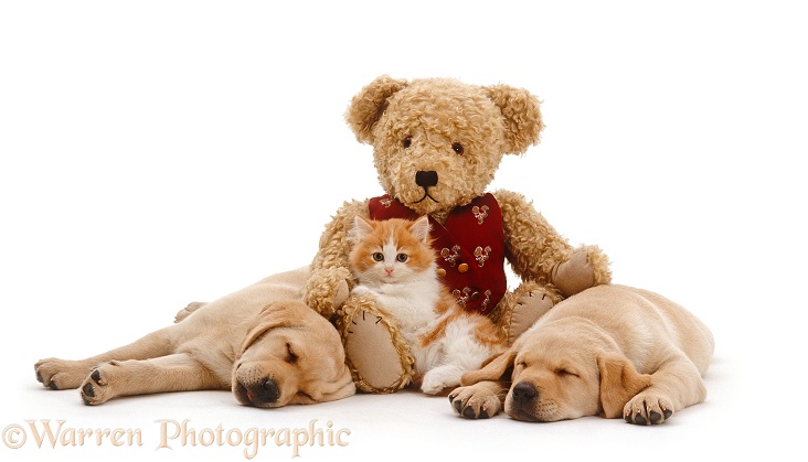 Ginger-and-white kitten lying on teddy bear between two sleeping Yellow Labrador Retriever puppies, 8 weeks old, white background
