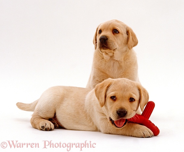 Two Yellow Labrador Retriever puppies, 6 weeks old, one sitting behind another lying and chewing on toy, white background