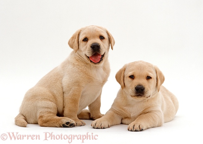 Two Yellow Labrador Retriever puppies, 5 weeks old, white background