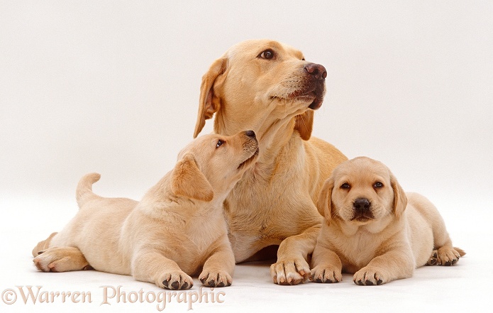 Yellow Labrador Retriever bitch lying with two puppies, 6 weeks old, white background