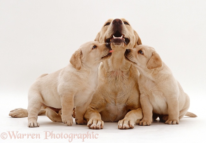 Yellow Labrador Retriever bitch with two puppies, 6 weeks old, sniffing near her mouth, white background