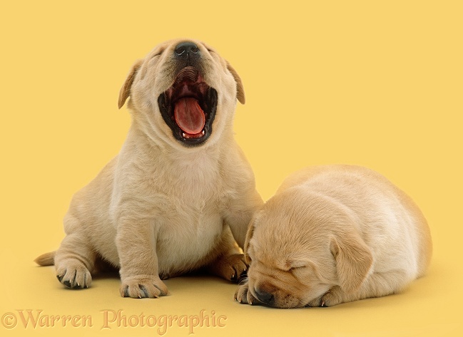 Two Yellow Labrador Retriever puppies, 3 weeks old, one yawning and one sleeping, white background