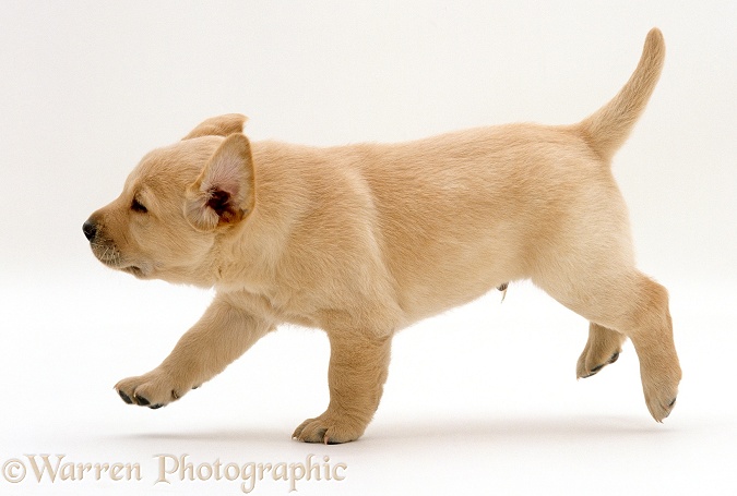 Yellow Labrador Retriever puppy running, 5 weeks old, white background