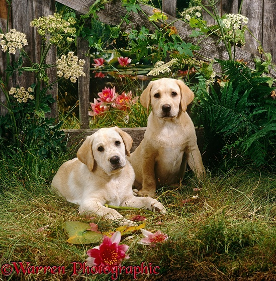 Two Yellow Labrador Retriever puppies, 10 weeks old, with fence, flowers and waterlilies