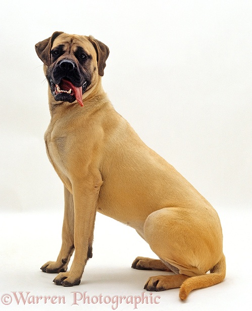 Mastiff bitch, 10 months old, sitting with tongue hanging out of her mouth, white background