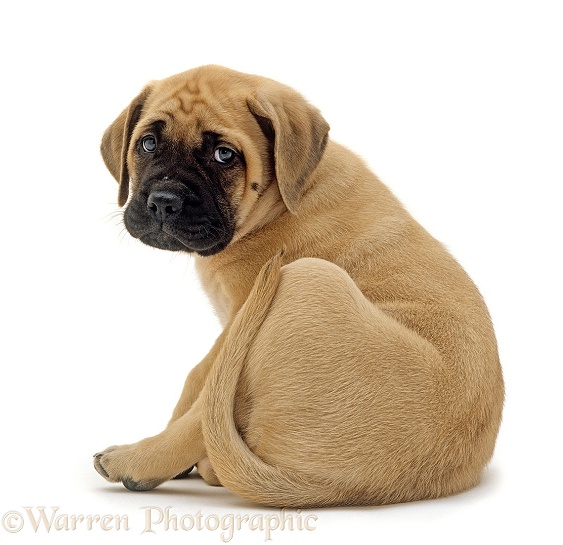Mastiff bitch puppy, 8 weeks old, sitting and looking over her shoulder, with tail curled up, white background