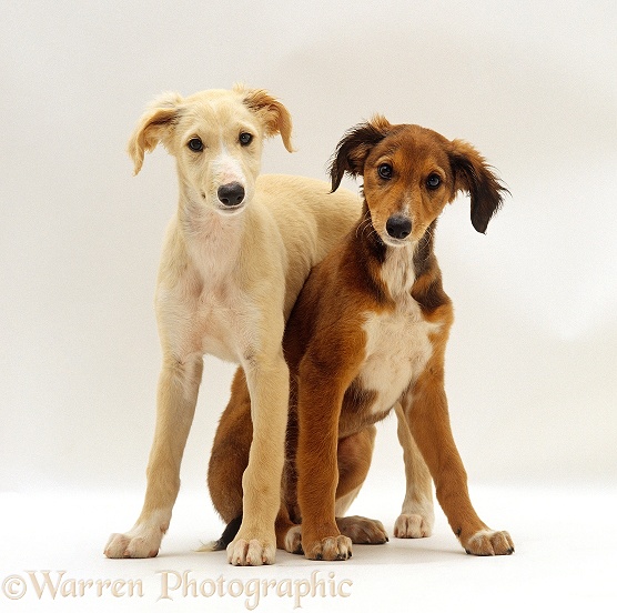 Gold Saluki puppy standing over Chocolate Saluki puppy, 12 weeks old, white background