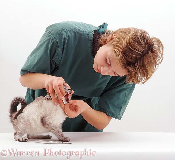 Vet looking in mouth of Siamese-cross kitten, Curly, who had a loose deciduous tooth, white background