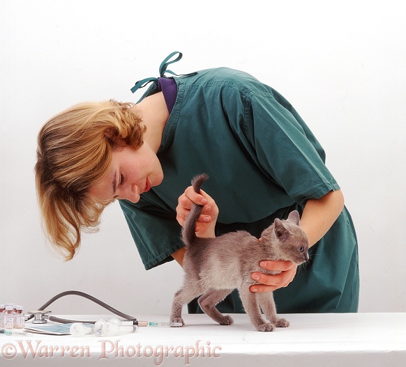 Vet examining Blue Burmese kitten before its primary vaccination at 9 weeks old, white background
