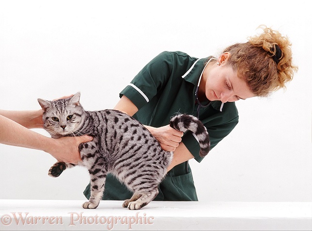 Veterinary nurse examining anal glands/testicles of Silver Spotted British Shorthair male cat, Zorro, white background